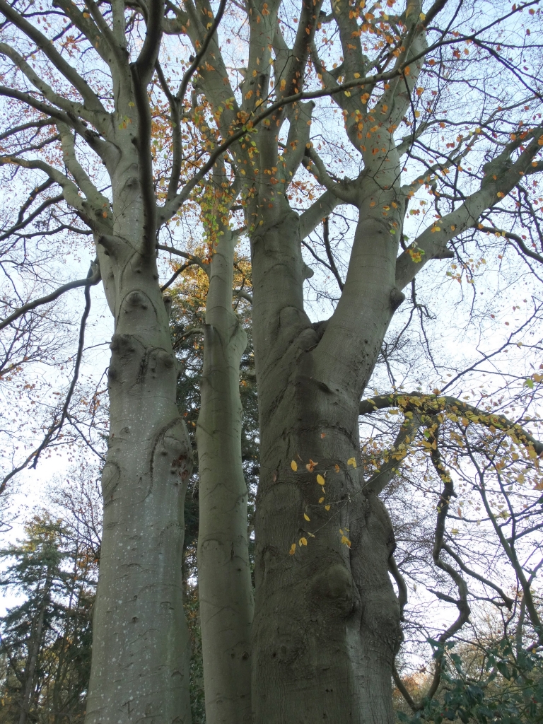 Drie kale bomen met verspreide gele blaadjes tegen een heldere hemel.