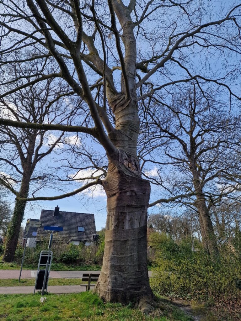 Grote boom met kale takken voor een huis en straatnaambord, op een grasveld bij een bankje.