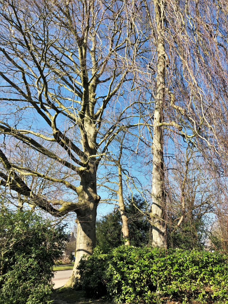 Grote kale bomen onder een heldere blauwe lucht, omgeven door groene struiken.
