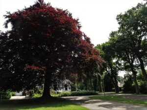 Grote boom met rode bladeren langs een rustige weg met huizen op achtergrond.