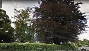 Grote bomen bij een weg, omgeven door groene heggen en huizen op de achtergrond.