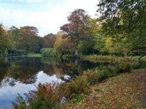 Rustige vijver in een park met herfstbomen eromheen en bladeren op het pad.