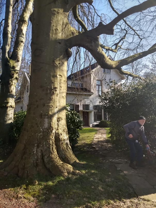 Grote boom voor een huis, met een persoon die zich bukt naast een struik op een zonnige dag.