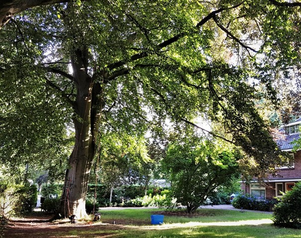 Grote boom in tuin met blauwe emmer en huis op achtergrond, omringd door groen.