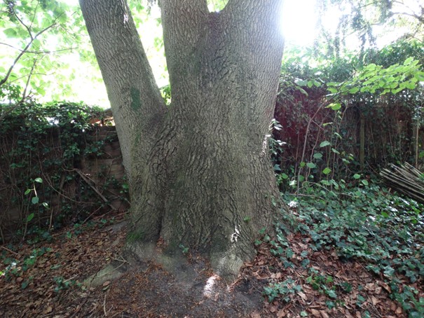 Een grote boomstam met groene bladeren en zonlicht in een schaduwrijke tuinomgeving.