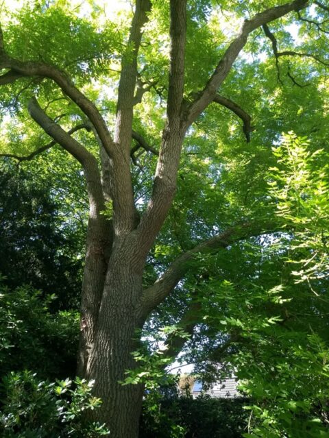 Grote boom met brede takken en groen bladerdak in zonnige tuinomgeving.