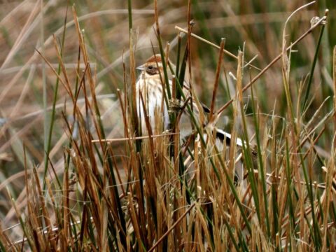 Vogel verstopt zich tussen hoge, bruine grashalmen in een natuurlijke omgeving.