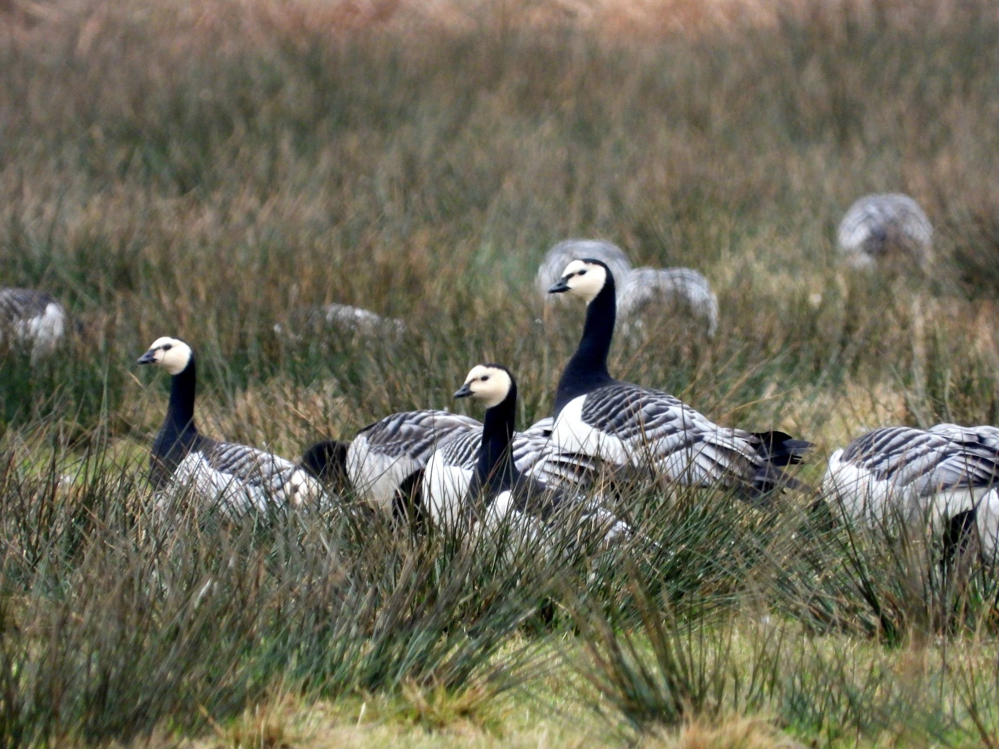 Een groep brandganzen in een graslandschap.