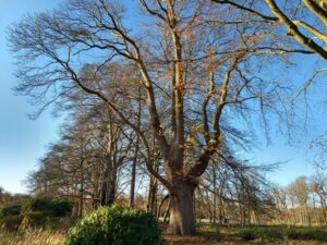 Grote boom met kale takken in een herfstbos, onder blauwe lucht.