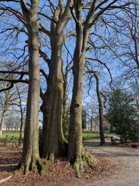 Drie grote bomen met kale takken in een bos; paard in de achtergrond.