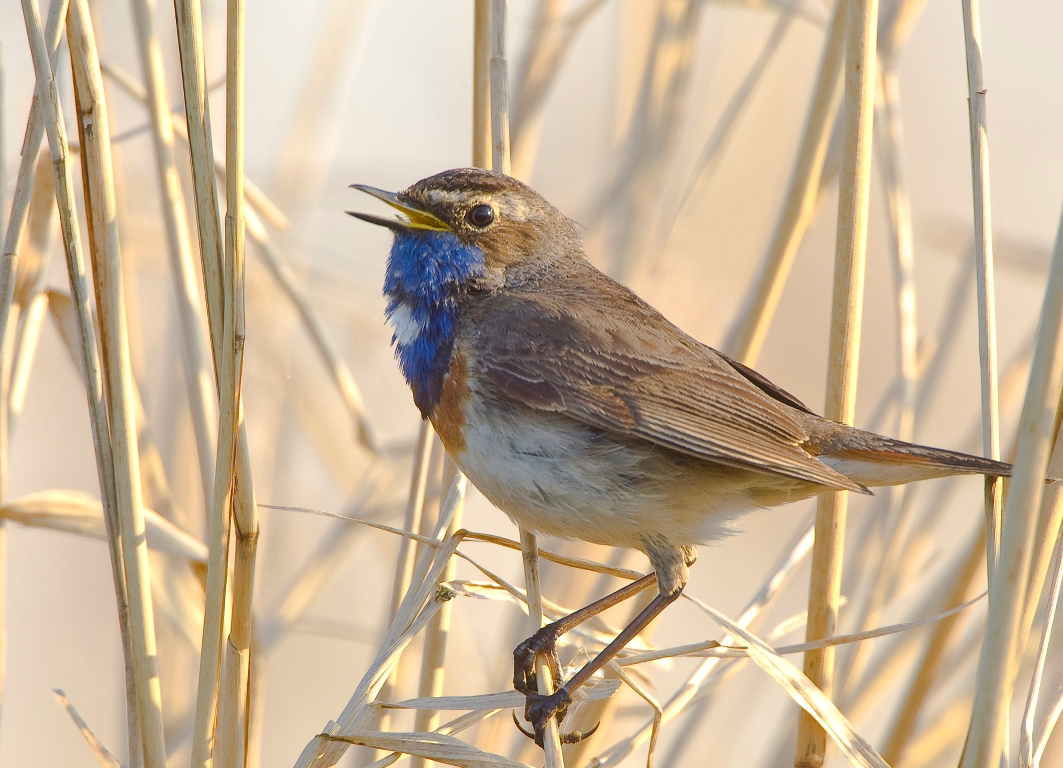 blauwborst