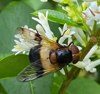 witte reus vlieg op ligusterbloem