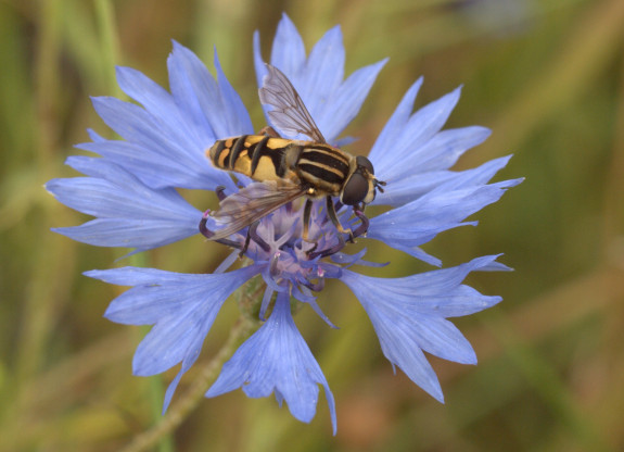korenbloem2