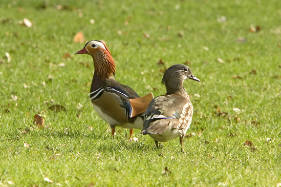 Groeneveld Mandarijneend GertjanHooijer