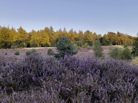 Excursie naar ’t Leersumse Veld – Geannuleerd