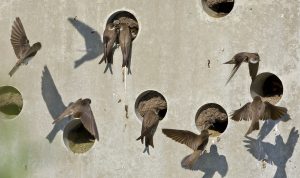 Oeverzwaluwen in Bunschoten hebben het moeilijk