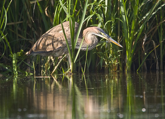 Purperreiger juveniel WimSmeets