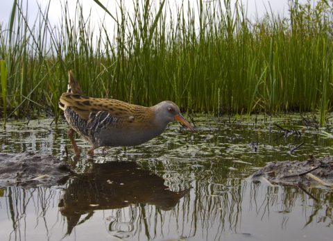 Vogeltelling Westdijk te Bunschoten