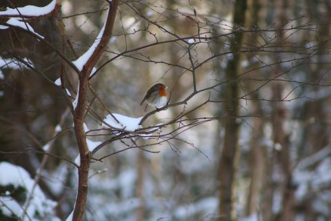 Roodborst