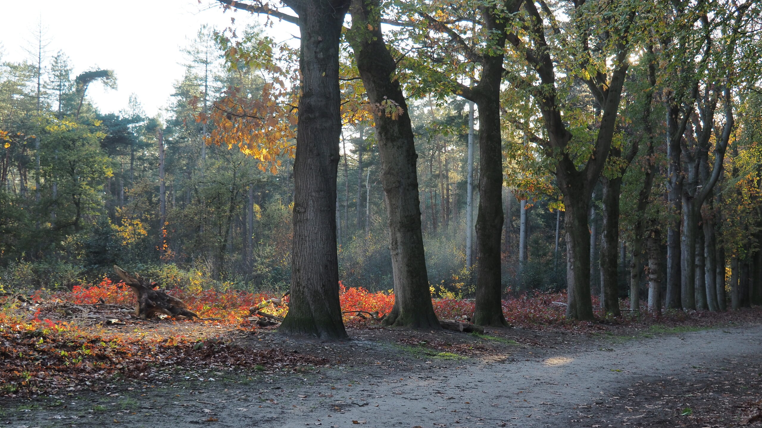 Bospad met rij hoge bomen en herfstbladeren in zonlicht.