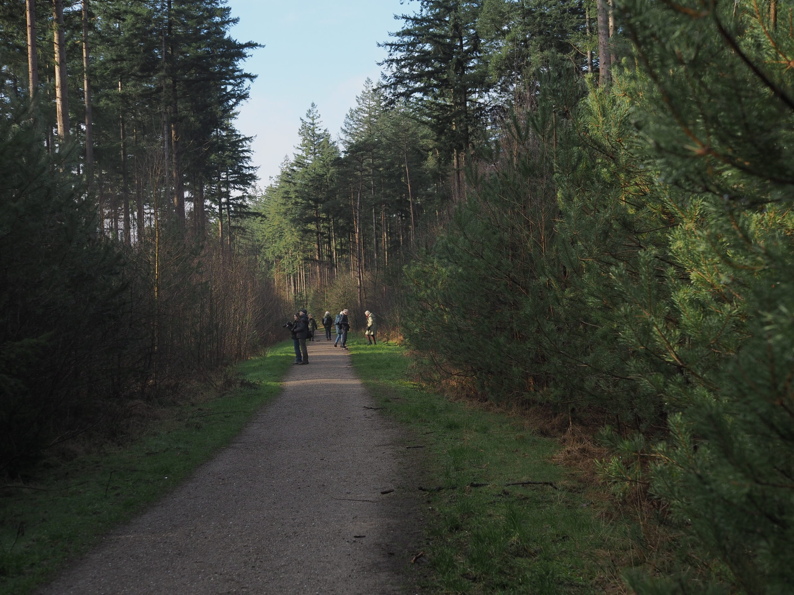 Bospad met hoge bomen, met wandelaars in de verte.