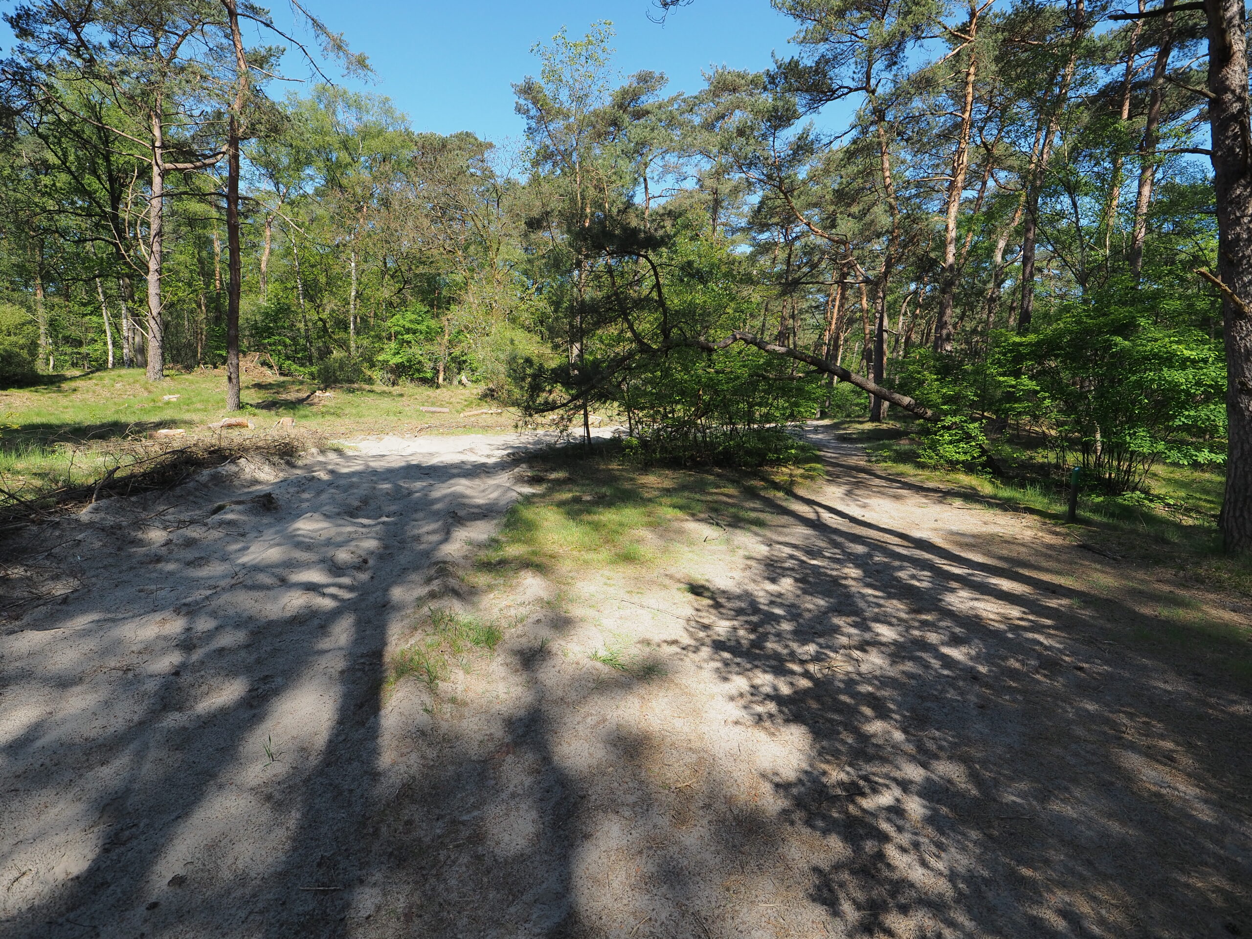 Zandpad door bos met zonlicht en schaduwen van bomen.