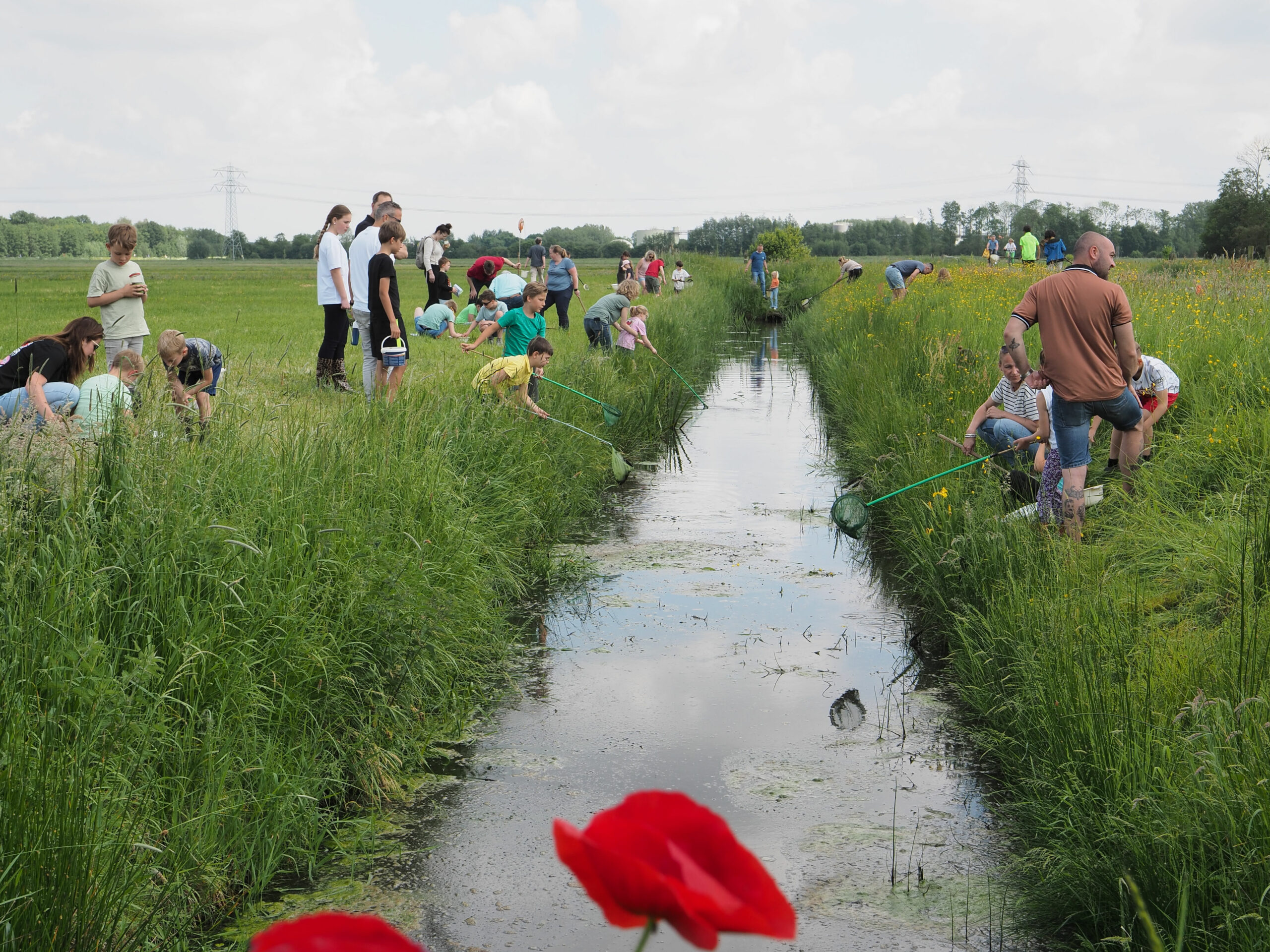 Mensen vangen waterdiertjes met netten langs een smalle sloot in een groen natuurgebied.