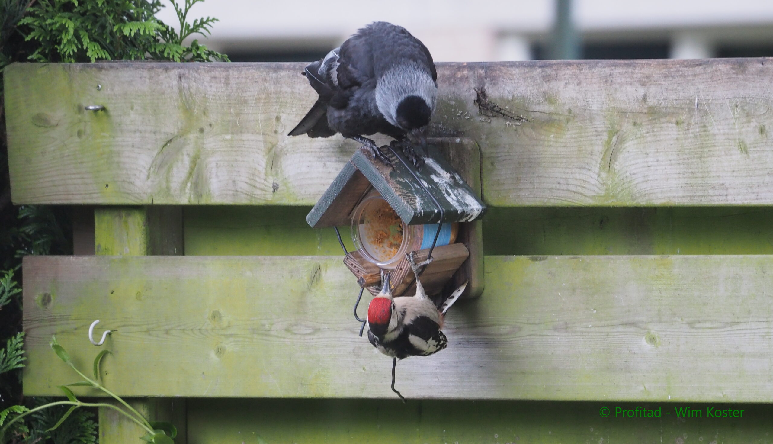 Twee vogels bij een voederhuisje, een bovenop en een andere ondersteboven hangend aan een schutting.