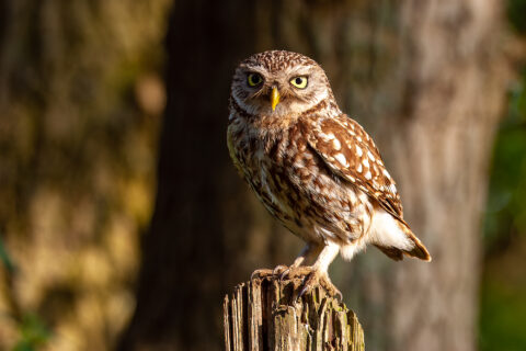 Kleine uil zit op houten paal met wazige bosachtergrond.