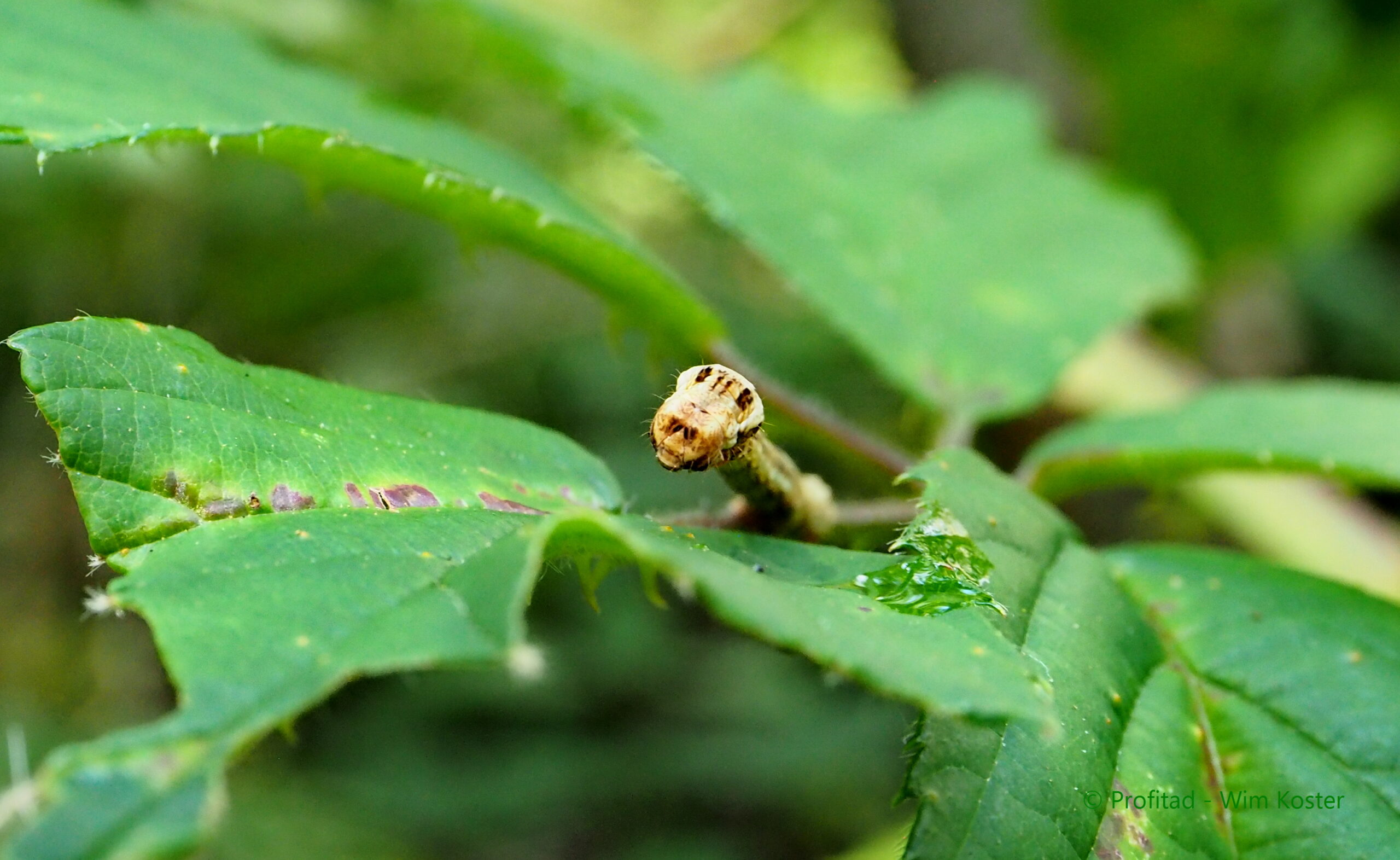 Een bruine rups op groene bladeren in een natuurlijke omgeving.