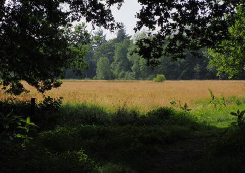 Een zonovergoten veld met hoog gras, omlijst door schaduwrijk groen in de voorgrond.
