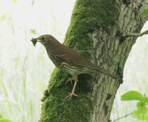 Een vogel met prooi in de snavel zit op een met mos begroeide boomstam.