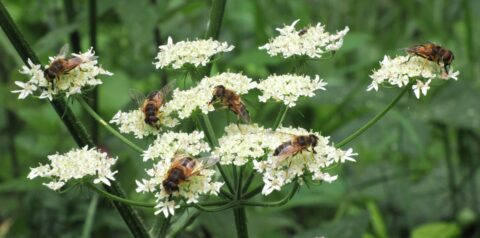Zes bijen op witte bloemtrosjes tegen een groene achtergrond.