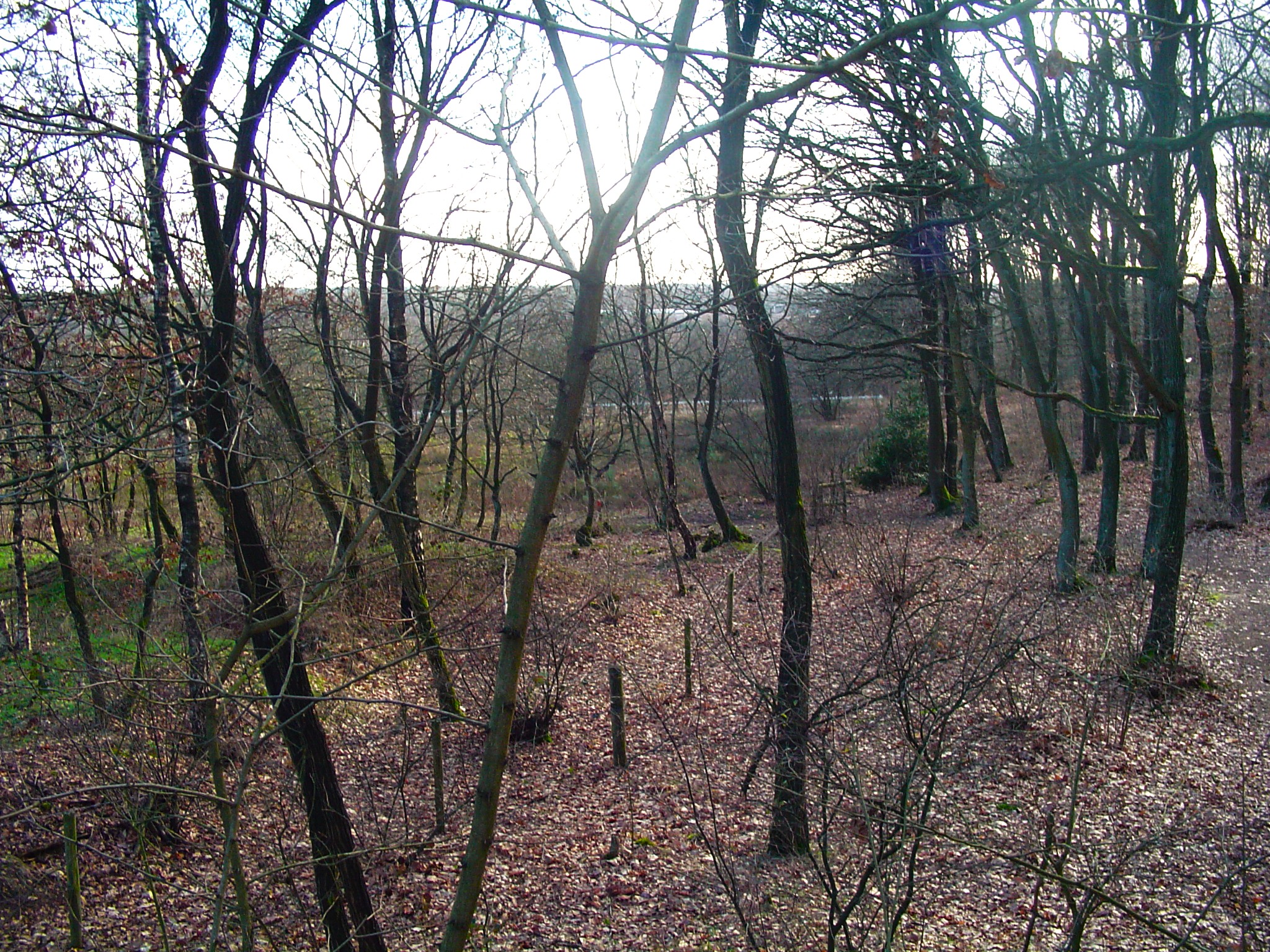 Bos in de herfst met kale bomen en een bed van bruine bladeren op de grond.