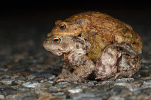 Twee padden in amplexus op een rotsachtige ondergrond.
