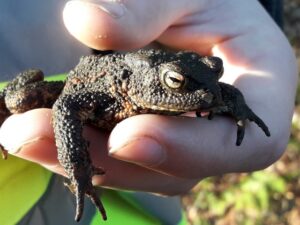 Een hand houdt een knobbelige pad vast, close-up in natuurlijk licht.