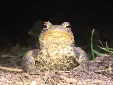 Pad op de grond 's nachts, omringd door gras, kijkt recht in de camera.