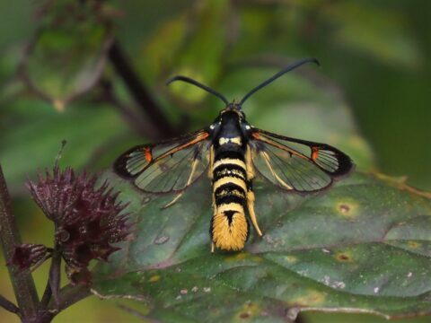 Geel-zwarte dagvlinder op groen blad met doorschijnende vleugels en rode accenten.