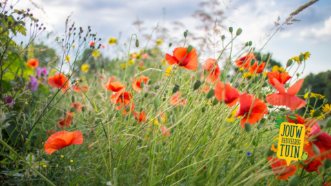 Veld met rode klaprozen en wilde bloemen; tekst "Jouw Heuvelrug Tuin" rechtsonder.