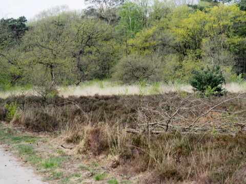 Natuurlandschap met heide, kale takken en bomen op de achtergrond.