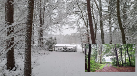 Besneeuwd bospad met een houten poort, inset toont hetzelfde pad in de lente met groen bladerdek.