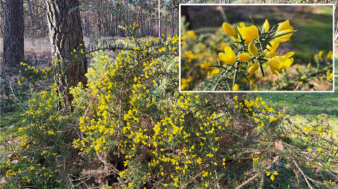 Gele bloeiende bremstruik in bos, ingezoomde detailopname van bloemen rechtsboven.