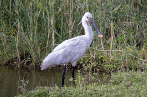Lepelaar met een lepelvormige snavel staat bij riet aan de waterkant.