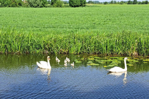 Zwanen met kuikens zwemmen in een sloot omgeven door groen grasland.