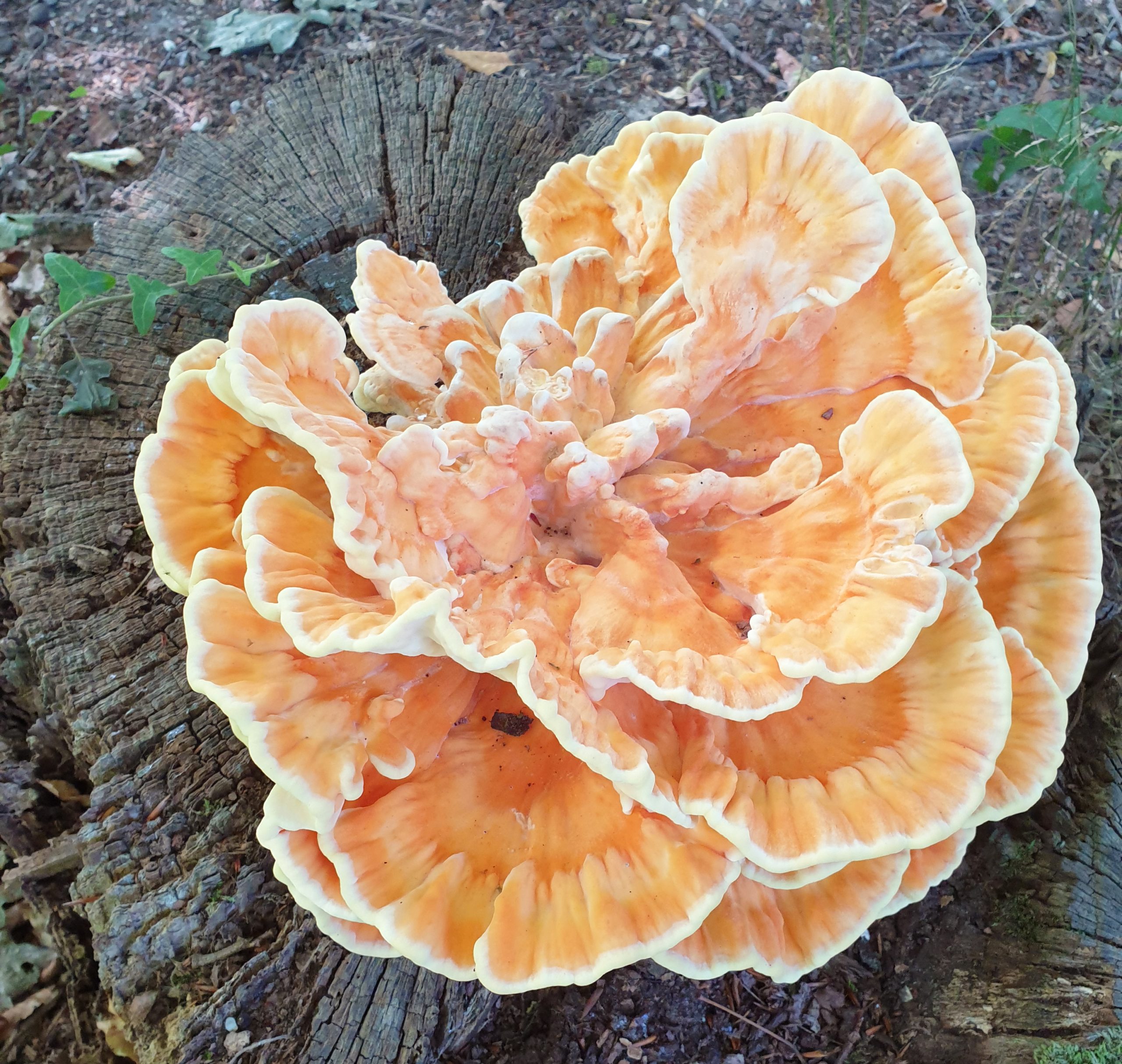 Oranje zwamgroei op een boomstronk, met golvende randen en groene bladeren op de achtergrond.