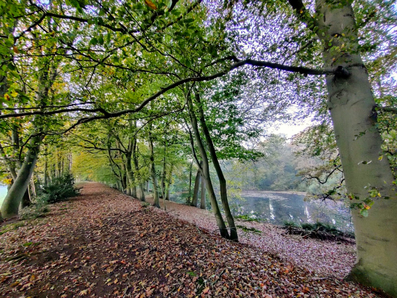 Bospad in de herfst langs een rustige vijver, omgeven door bomen met groen en gevallen bladeren.