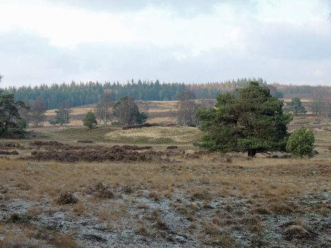 Open heidelandschap met verspreide bomen en een bosrand aan de horizon onder een bewolkte hemel.