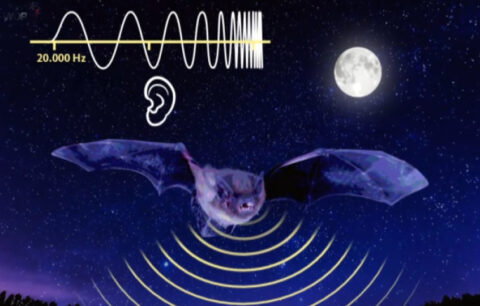 Vleermuis vliegt in de nacht met echolocatiegolven, bij volle maan en frequentie van 20.000 Hz.