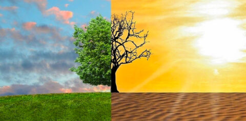 Halve boom: links groen gras en blauwe lucht, rechts dorre woestijn en fel zonlicht.
