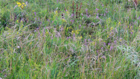 Wilde bloemen en gras in een weelderige, groene weilandomgeving.